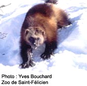 Carcajou - Source : Yves Bouchard, Zoo de Saint-Flicien