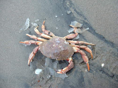 Crabe commun