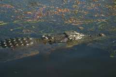Crocodile dans la rivire -  Nathaniel Peek 